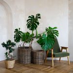 Indoor plants decoration ideas： Fill your home with life and nature