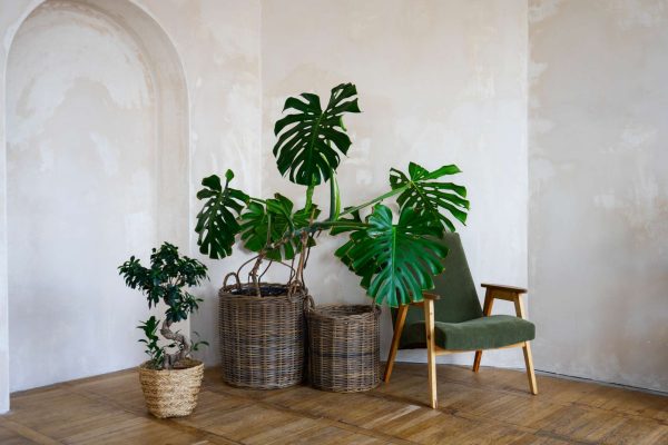 Indoor plants decoration ideas： Fill your home with life and nature